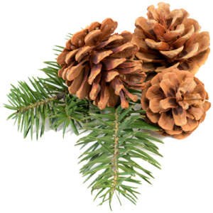 Pine Cone Png - Pinecone, Transparent background PNG HD thumbnail