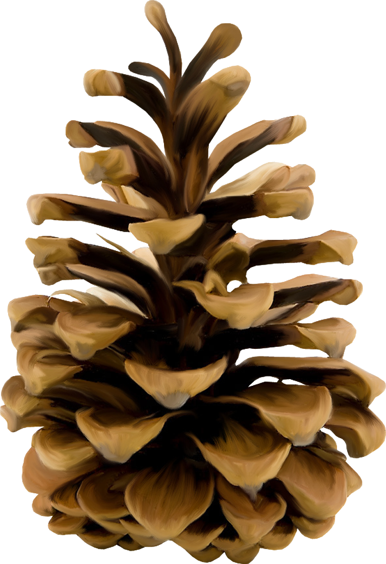 white-pinecone.png (305×298)