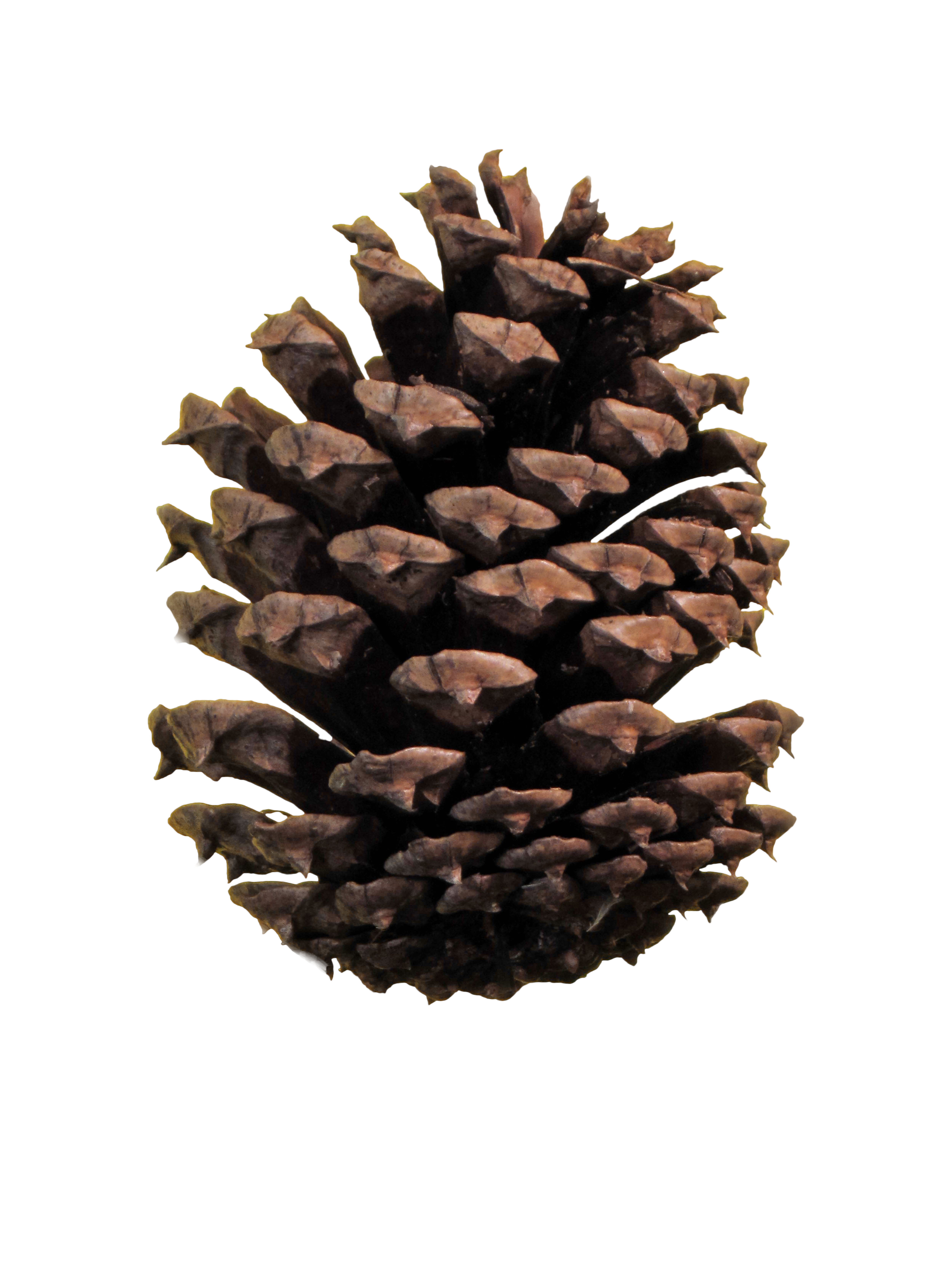 Pine Cone Psd File By Annamae22 Pine Cone Psd File By Annamae22 - Pinecone, Transparent background PNG HD thumbnail