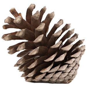 Pine and pine cones branch bo