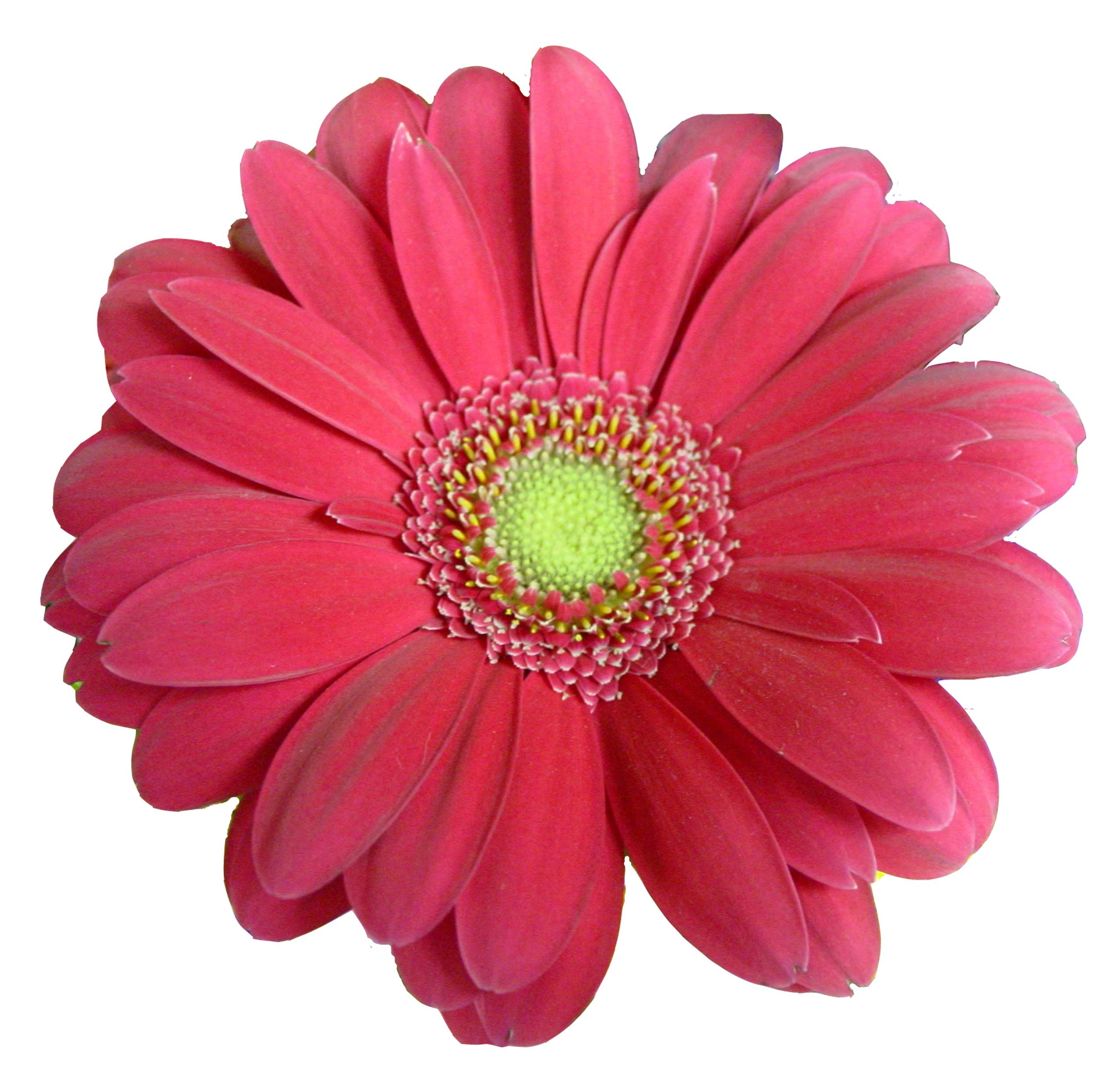 Beautiful Pink Daisy. « - Pink Daisy, Transparent background PNG HD thumbnail