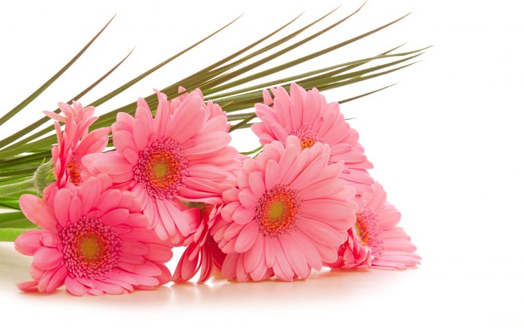 Cool Collections Of Pink Flowers Hd Images For Desktop, Laptop And Mobiles. Here You Can Download More Than 5 Million Photography Collections Uploaded By Hdpng.com  - Pink Daisy, Transparent background PNG HD thumbnail