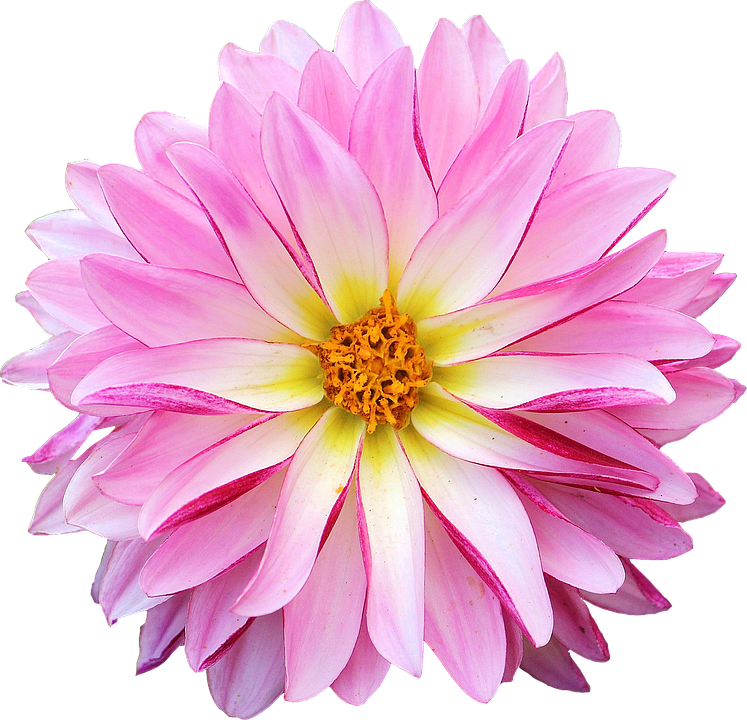 Dahlia Flower Pink Yellow - Pink Daisy, Transparent background PNG HD thumbnail
