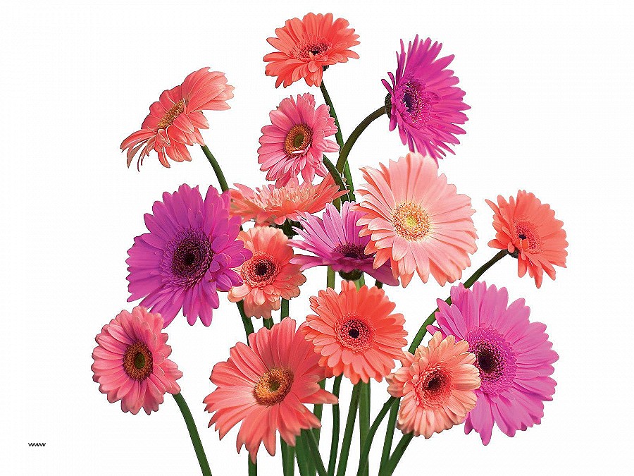 Gerber Daisy Wall Art Lovely Flowers Flower Beautiful Nature Pink Daisy Specila Wallpaper Hi Res - Pink Daisy, Transparent background PNG HD thumbnail