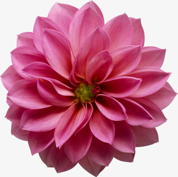 Hd Pink Flower, Pink, Hd, Big Flower Png Image And Clipart - Pink Daisy, Transparent background PNG HD thumbnail
