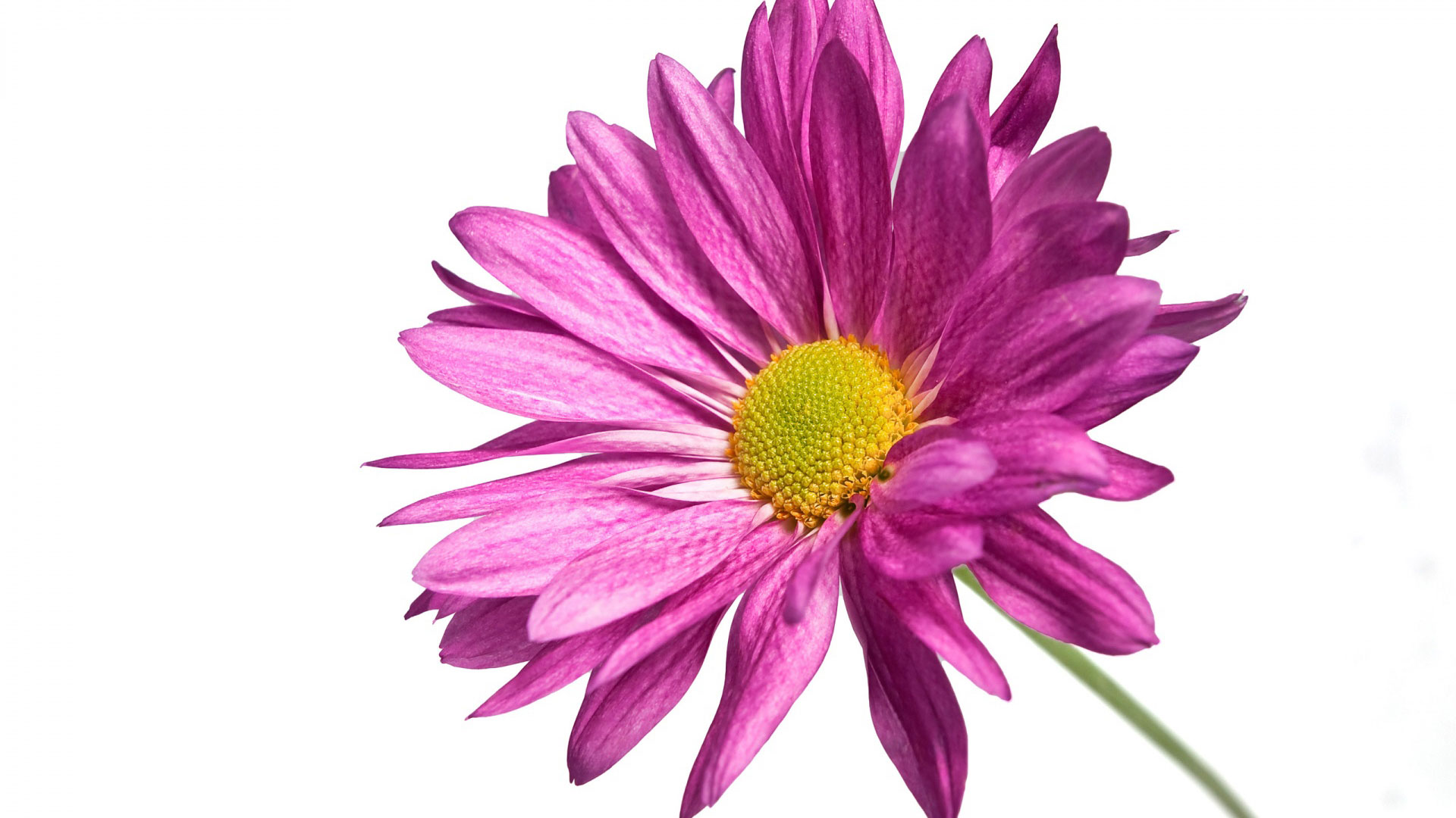 Pink Daisy 1080P - Pink Daisy, Transparent background PNG HD thumbnail