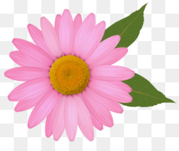 Png - Pink Daisy, Transparent background PNG HD thumbnail