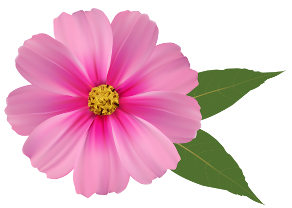 Share Wallpaper - Pink Daisy, Transparent background PNG HD thumbnail
