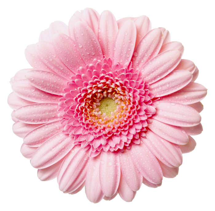 Shop Pink Gerbera Daisy Dinner Plate Created By Springbella. - Pink Daisy, Transparent background PNG HD thumbnail