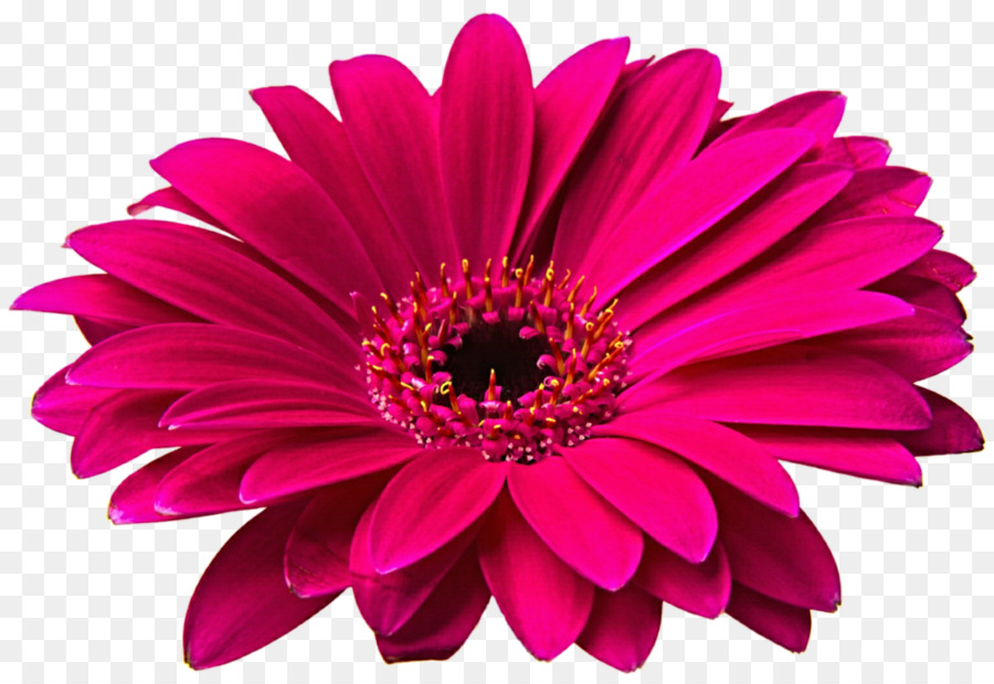 Transvaal Daisy Flower Common Daisy Clip Art   Gerbera Png Hd - Pink Daisy, Transparent background PNG HD thumbnail