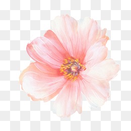 Watercolor Flowers, Watercolor Flowers, Design, Fresh Png And Psd - Pink Daisy, Transparent background PNG HD thumbnail