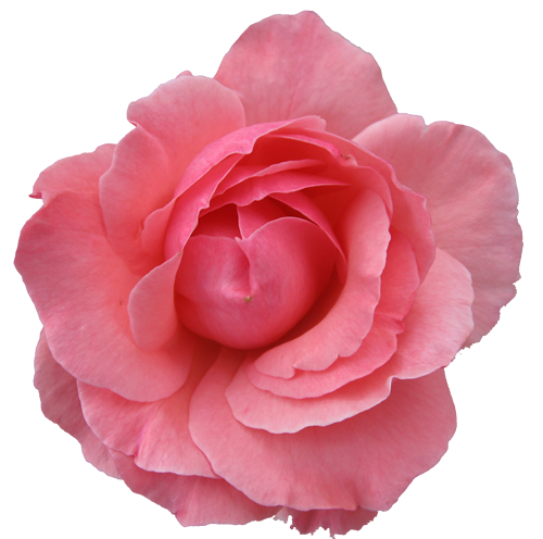 Pink Flower clipart real #10
