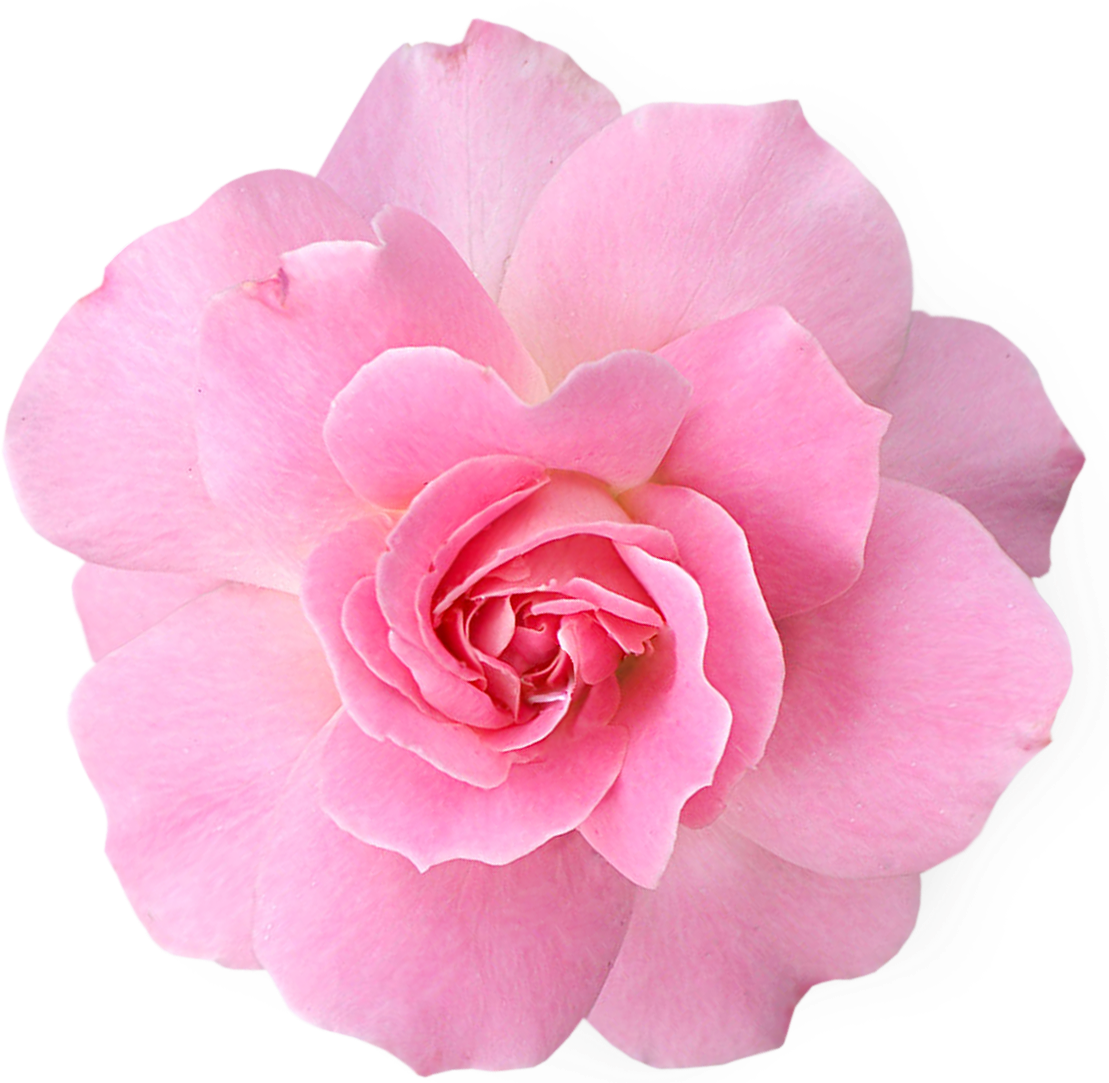 Pink Flower Clipart Real #10 - Pink Flower, Transparent background PNG HD thumbnail