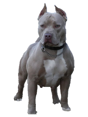 Boxer, Boerboel, American Pitbull Terrier - Pitbull, Transparent background PNG HD thumbnail