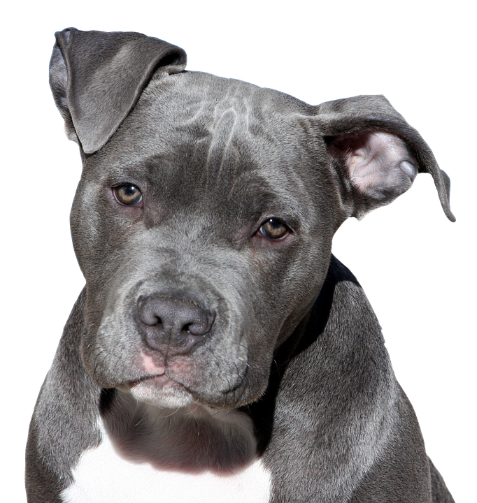 Dog, Pitbull, Terrier, American Staffordshire, Face - Pitbull, Transparent background PNG HD thumbnail