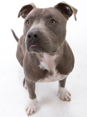 Junior The Pitbull Also Known As Junior Is One Of Cesar Millanu0027S Dogs That Appears In The Dog Whisperer With Cesar Millan, He Is The Successor Of Daddy The Hdpng.com  - Pitbull, Transparent background PNG HD thumbnail