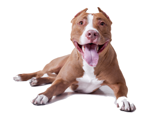 Pit Bull Type Dogs Typically Have A Powerful, Blockish Head With Pronounced Masseter (Cheek) Muscles That Unfortunately Have Historically Contributed To Hdpng.com  - Pitbull, Transparent background PNG HD thumbnail