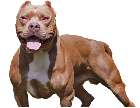 Striving To Become The Foremost American Pit Bull Terrier Breeder Of The South And Beyond, Varsity Pit Bulls Is Quickly Gaining The Attention Of Pit Bull Hdpng.com  - Pitbull, Transparent background PNG HD thumbnail