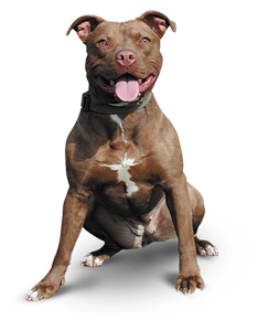 The New Castle County American Pitbull Terrier Challenge. - Pitbull, Transparent background PNG HD thumbnail