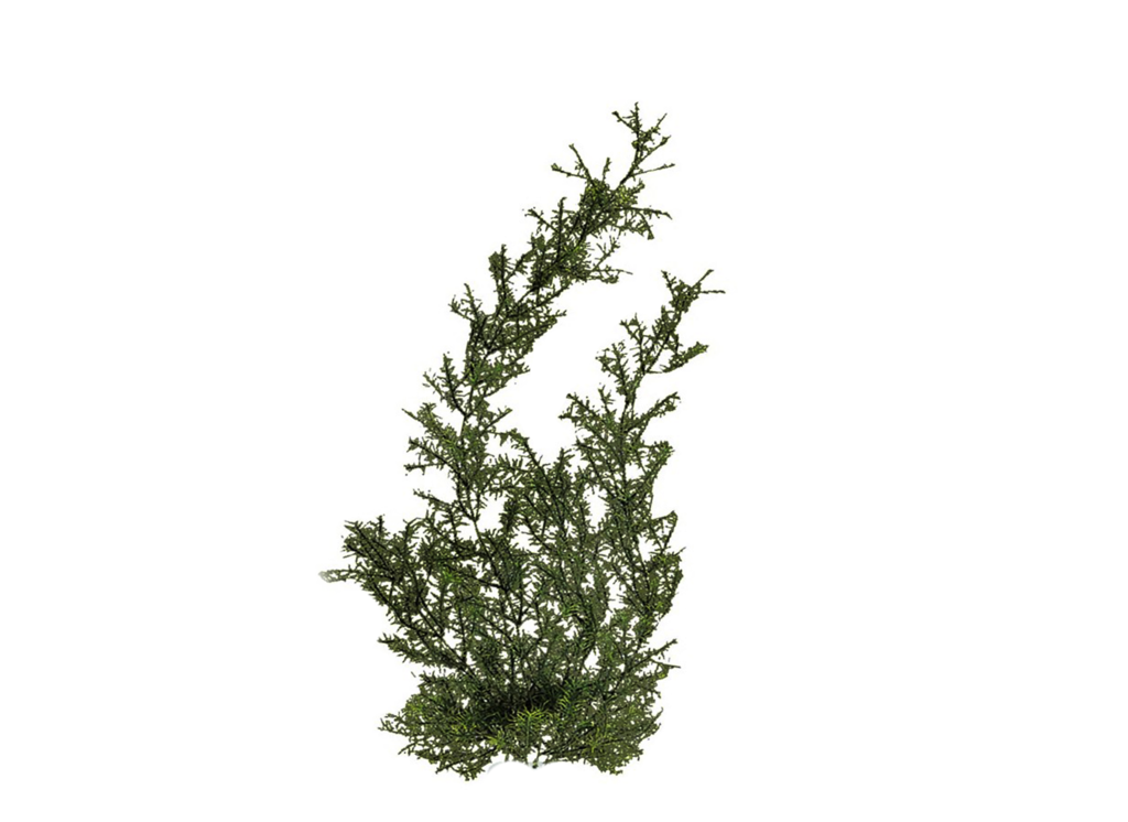 Plant PNG HD - Download Image - P