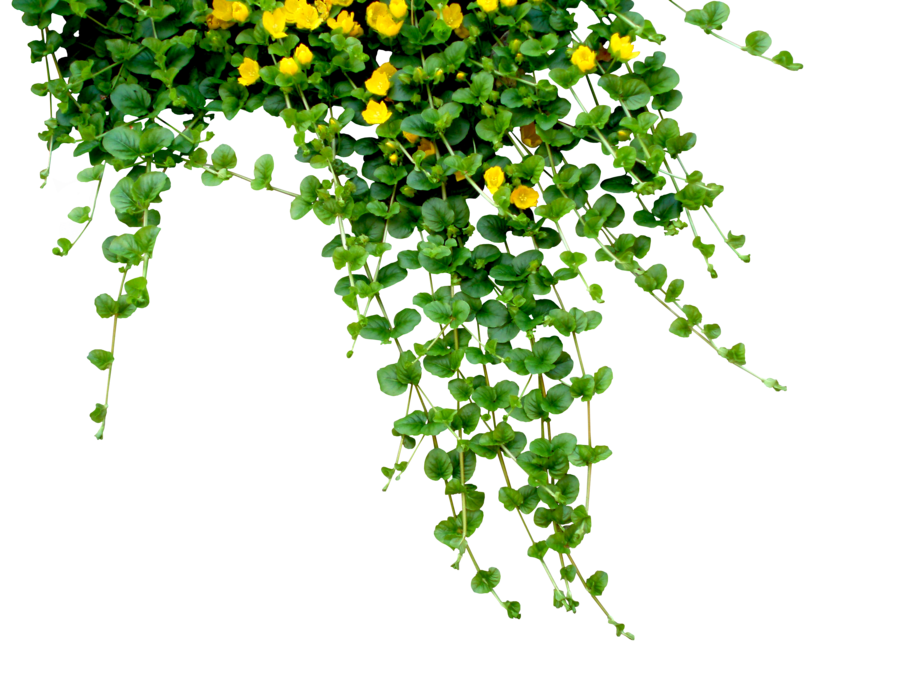 Frostbo 1,163 591 Garland By Black B O X - Plant, Transparent background PNG HD thumbnail