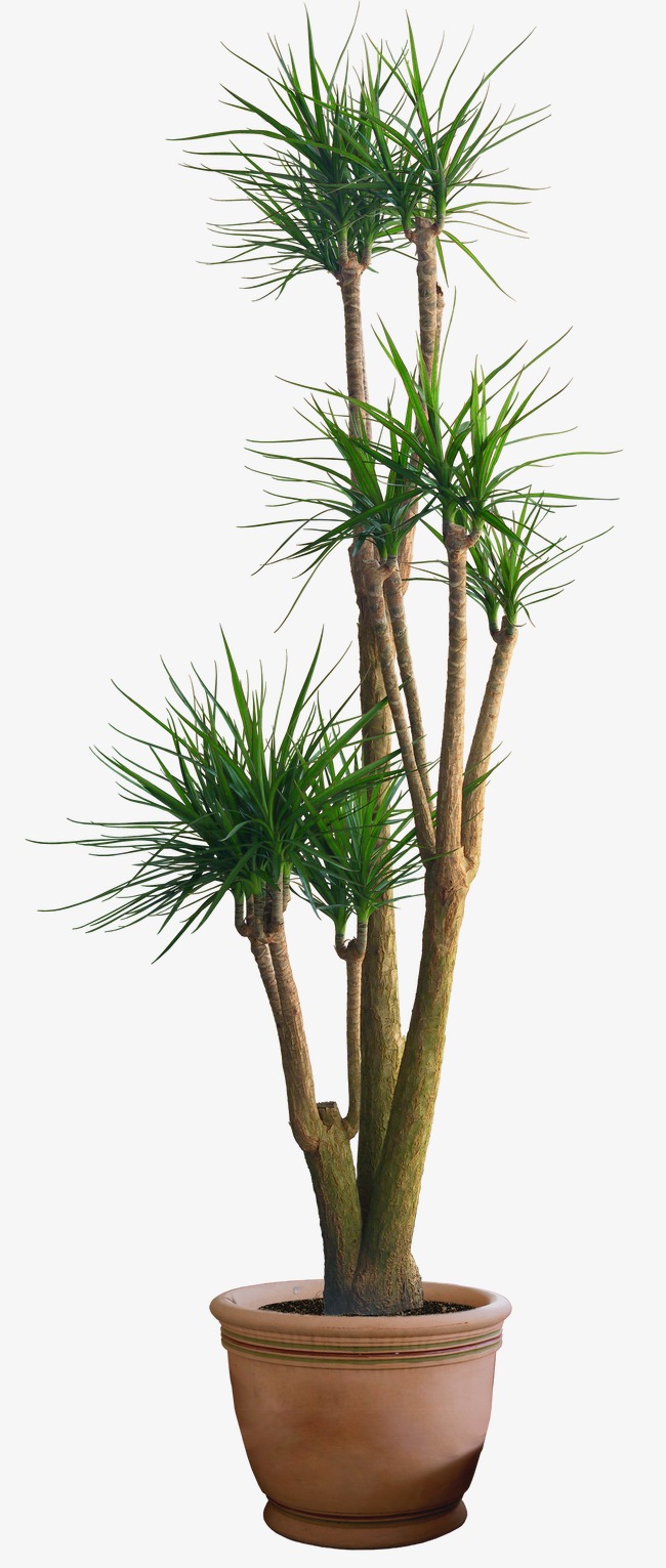 Plants Picture PNG Image
