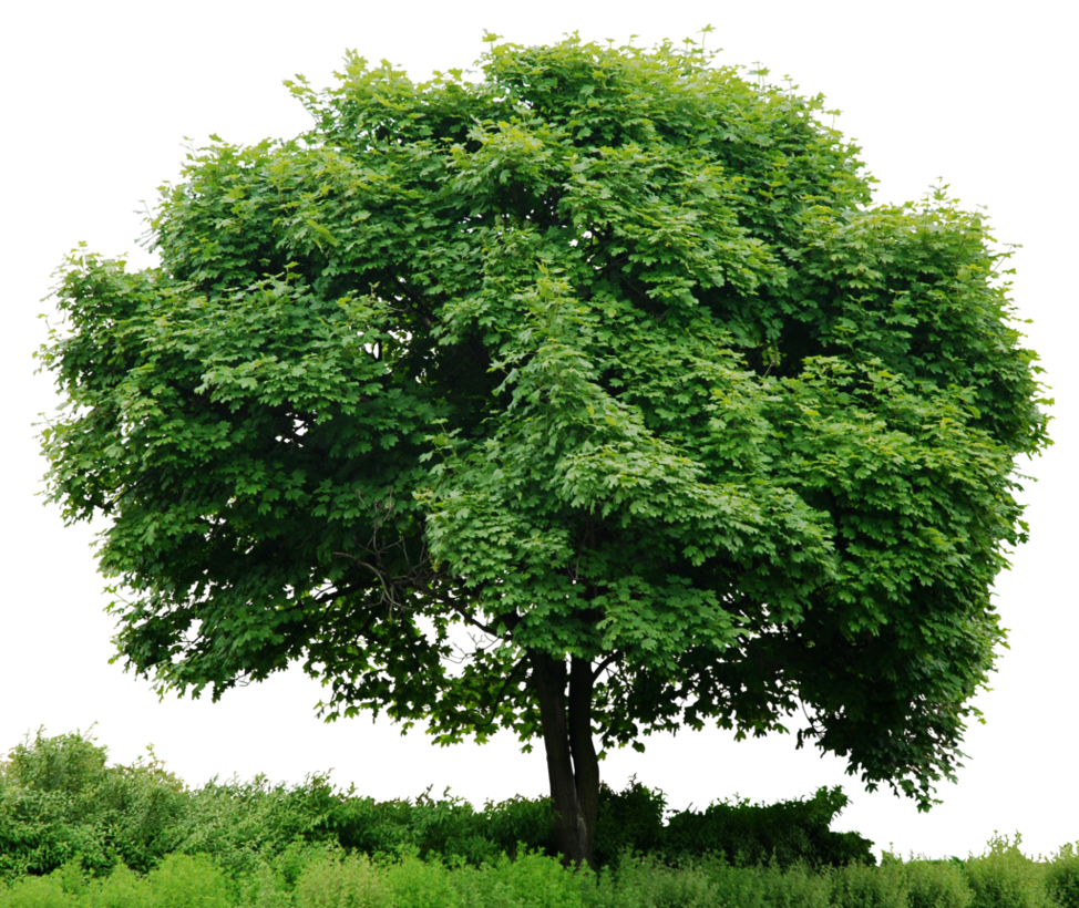 Hd Tree Full Render By 3Fixr Hdpng.com  - Plant, Transparent background PNG HD thumbnail