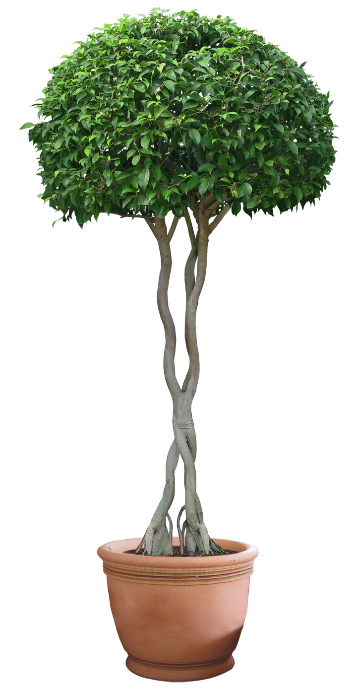 Plants PNG Picture