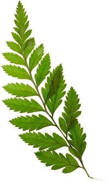 Plants Leaves Png Images Free Stock Photos We Have About (9,800 Files) Free Stock Photos In Hd High Resolution Jpg Images Format . - Plant, Transparent background PNG HD thumbnail