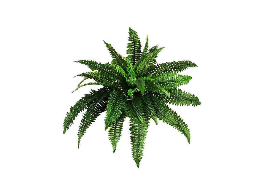 Plants Picture PNG Image