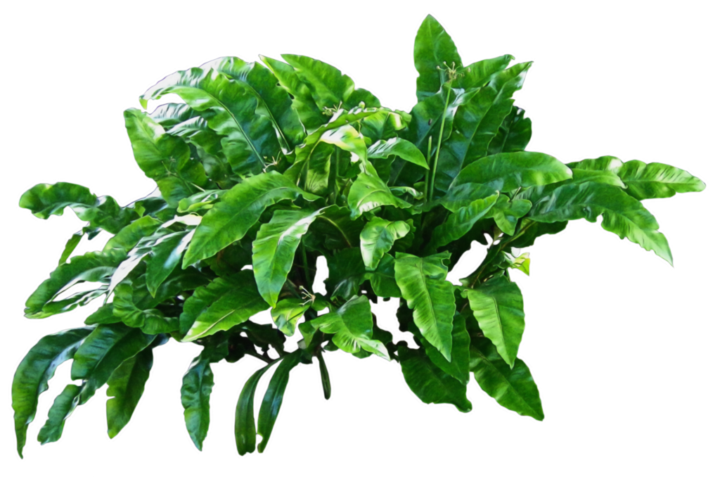 Plants Png Pic PNG Image