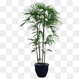 Potted Plants - Plants, Transparent background PNG HD thumbnail