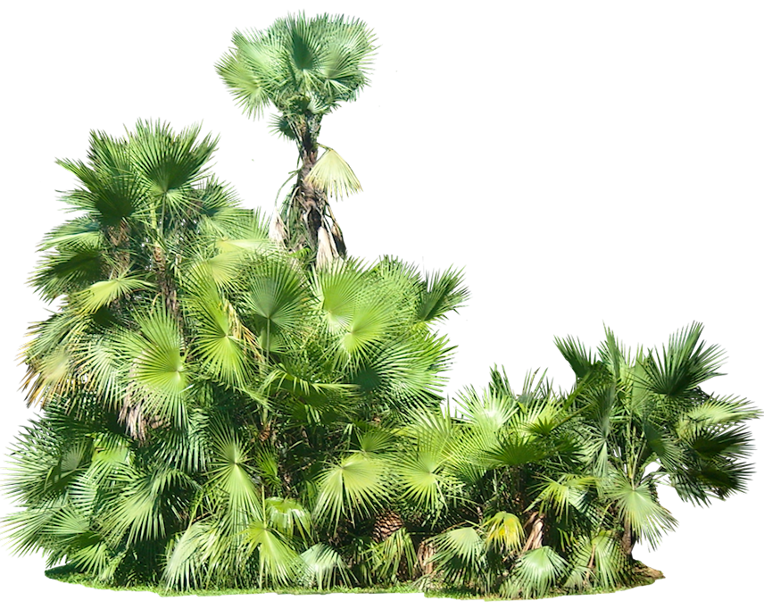 Similar Plants Png Image - Plants, Transparent background PNG HD thumbnail