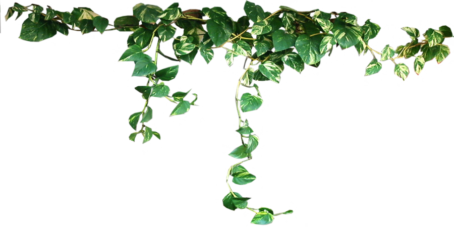 Similar Plants Png Image - Plants, Transparent background PNG HD thumbnail