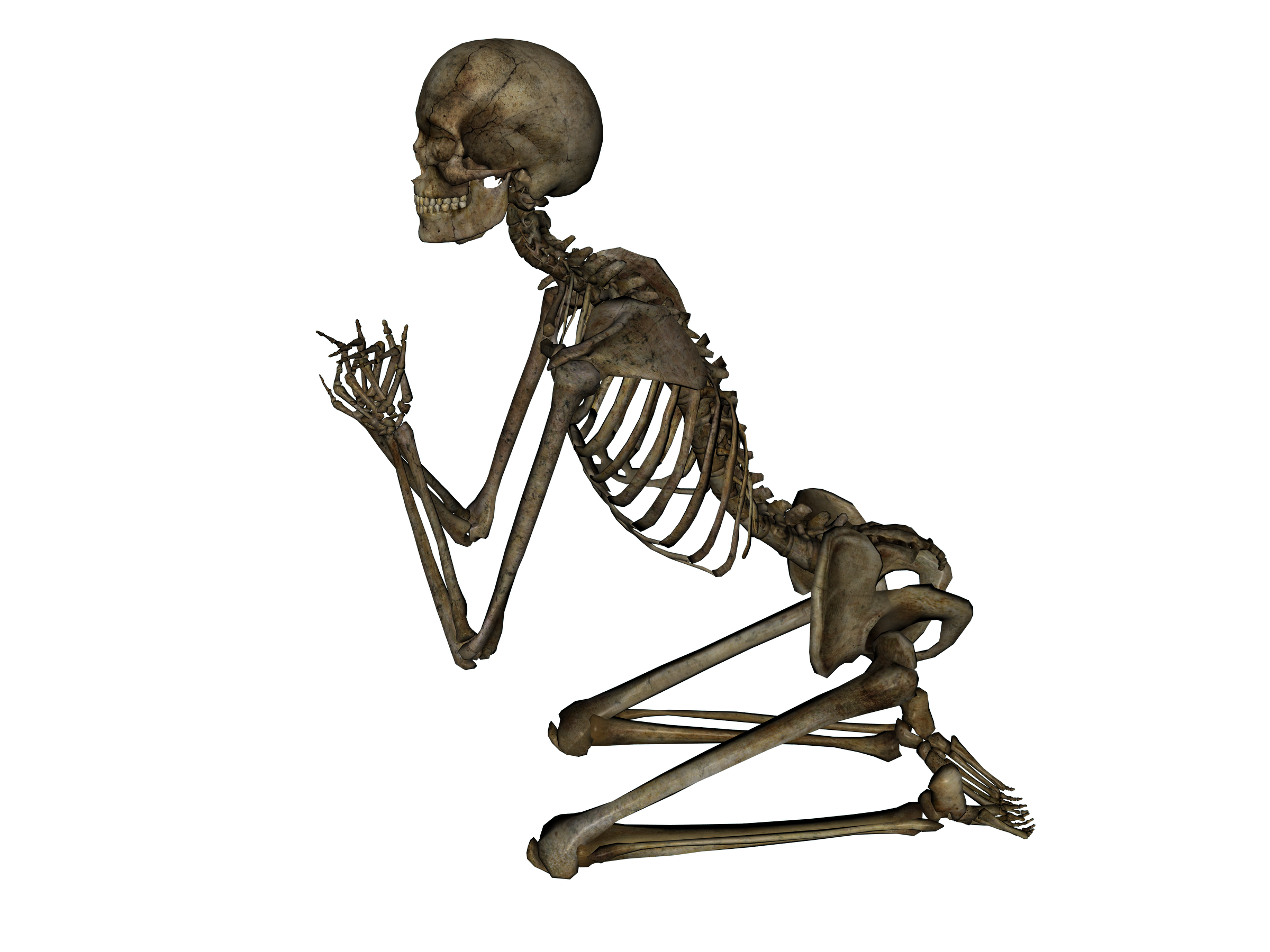 Skeleton Png Image   Skeleton Hd Png - Please Images, Transparent background PNG HD thumbnail