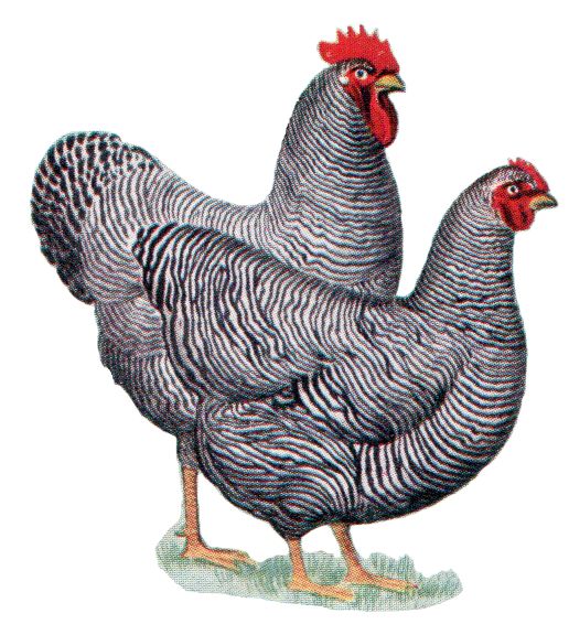Barred Plymouth Rock Chickens - Plymouth Rock, Transparent background PNG HD thumbnail