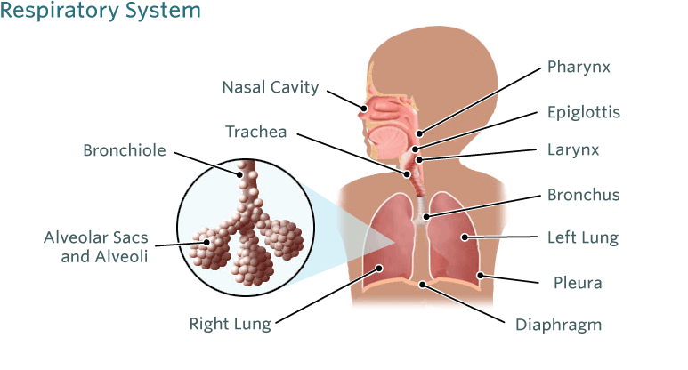 File:Main symptoms of infecti