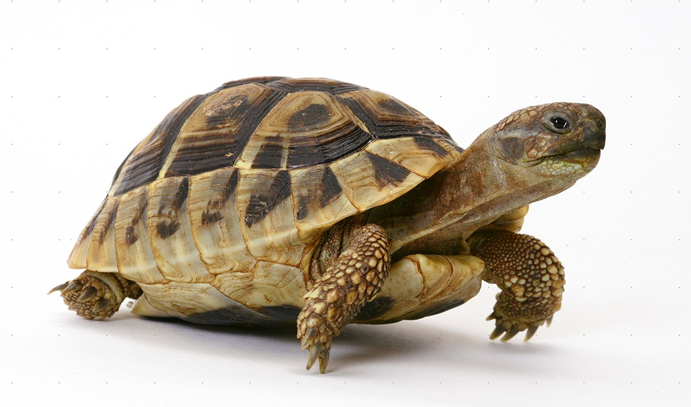 Png 1000X589 Tortoise With Transparent Background - Tortoise, Transparent background PNG HD thumbnail