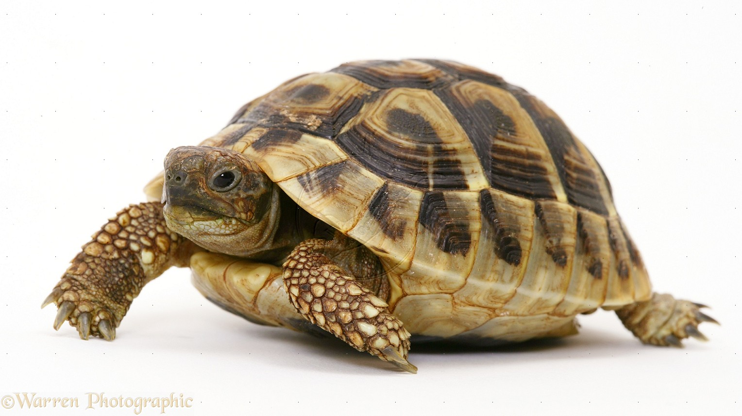 Png 1528X858 Tortoise With Transparent Background - Tortoise, Transparent background PNG HD thumbnail