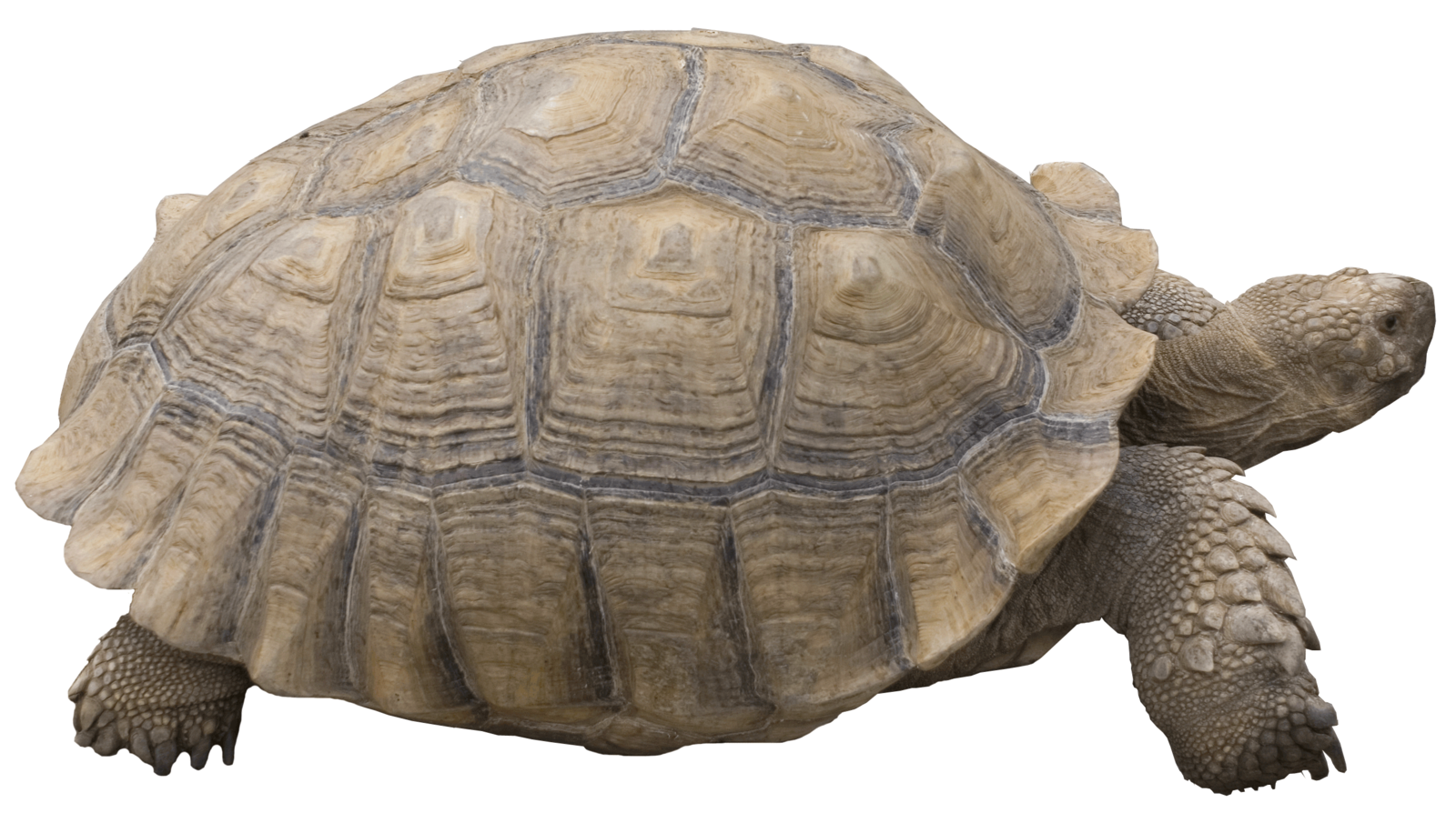 Png 1600X894 Tortoise With Transparent Background - Tortoise, Transparent background PNG HD thumbnail