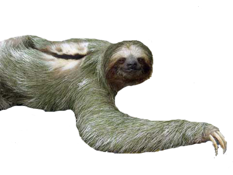 Png 475X356 Sloth White Background - Sloth, Transparent background PNG HD thumbnail