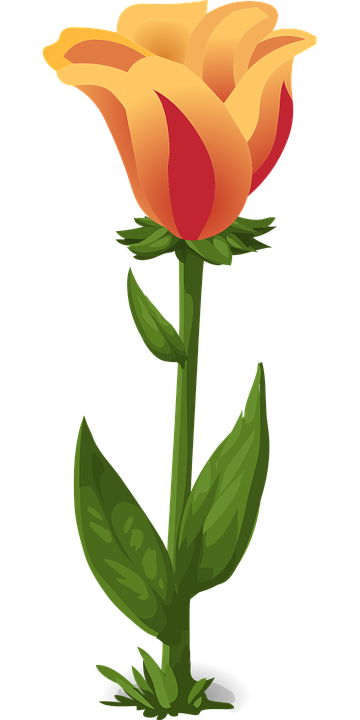 Red Dark Tulips PNG Clipart I