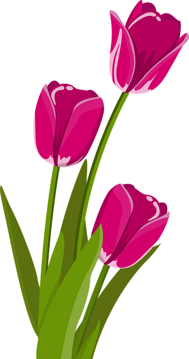 Bunga Tulip Musim Semi Tulpenbluete - Bunga Tulip, Transparent background PNG HD thumbnail