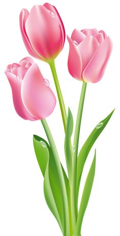 Pink Tulips Png Clipart Image - Bunga Tulip, Transparent background PNG HD thumbnail