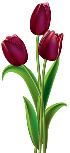 Red Dark Tulips Png Clipart Image - Bunga Tulip, Transparent background PNG HD thumbnail