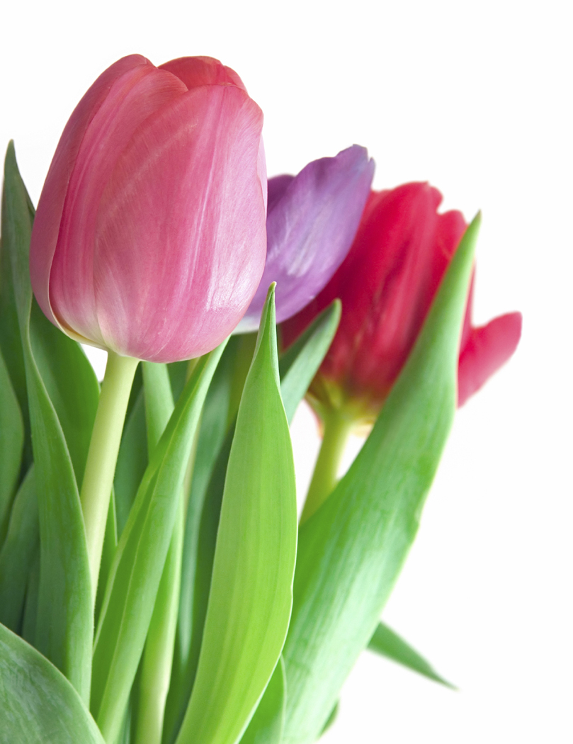 Pink Tulips PNG Clipart Image