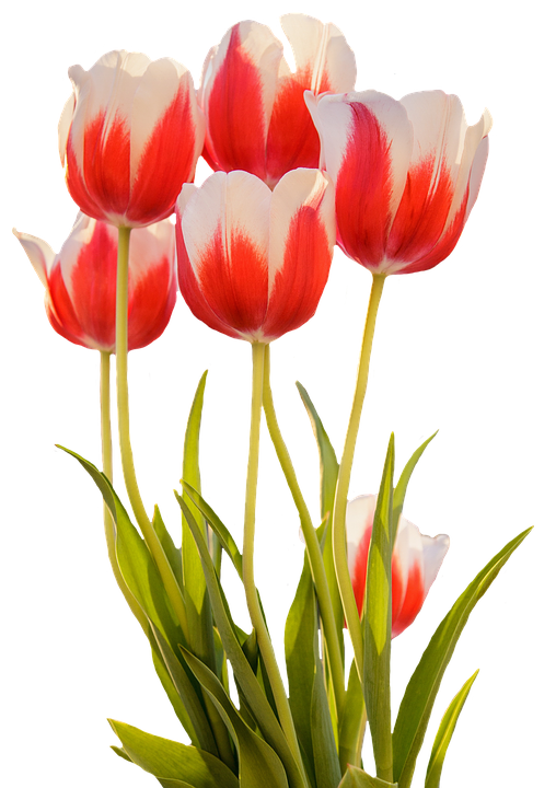 Tulip Merah Musim Semi Bunga Mekar Alam - Bunga Tulip, Transparent background PNG HD thumbnail