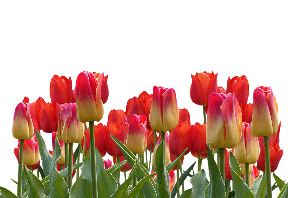 Tulips, Spring, Nature, Flower, Flowers - Bunga Tulip, Transparent background PNG HD thumbnail