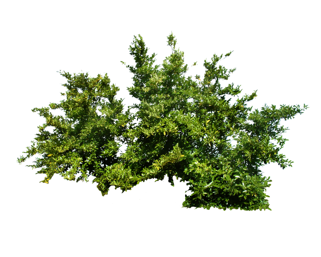 Png Bush 1 By Moonglowlilly Png Bush 1 By Moonglowlilly - Shrub Bushes, Transparent background PNG HD thumbnail