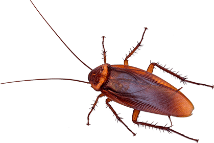 $25Off Discount Available - Cockroach, Transparent background PNG HD thumbnail